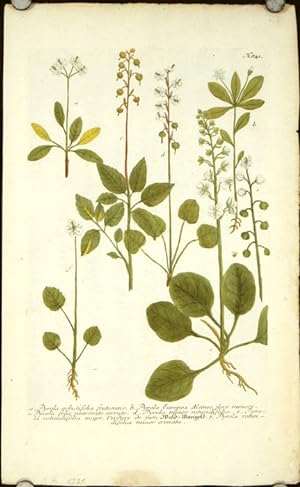 Pyrola arbutifolia frutescens. . . EXQUISITELY ENGRAVED 18TH CENTURY cOLOR BOTANICAL PRINT