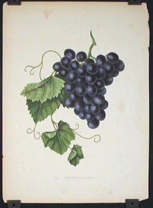 La Bruxelloise. (GRAPES).