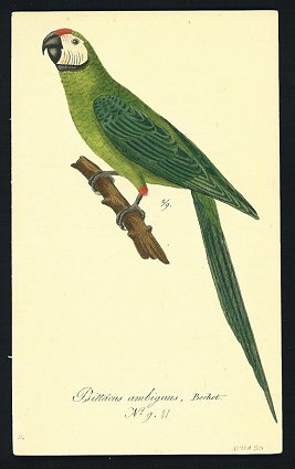 Psittacus ambiguus, Bechst. No. 9. [Parrot].