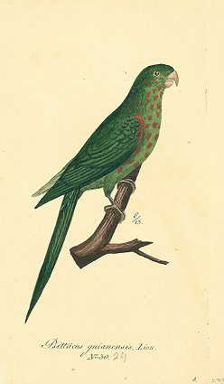 Psittacus guianensis, Linn. No. 30. [Parrot].