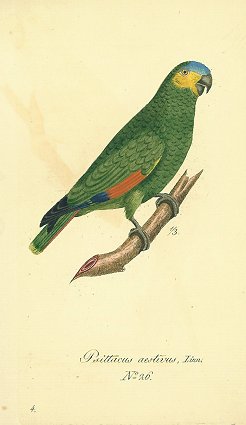 Psittacus aestivus, Linn. No. 26. [Parrot].
