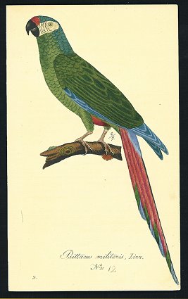 Psittacus militaris, Linn. N. 11. [Parrot].