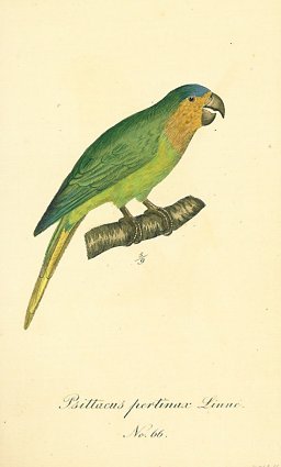 Psittacus pertinax, Linne. No. 66. [Parrot].