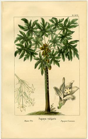 Papaya vulgaris. Papaw Tree. Papayer Commun.