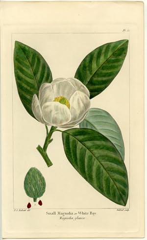 Small Magnolia or White Bay. Magnolia glauca.
