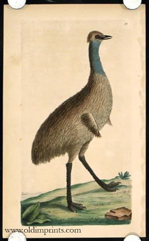 The Southern Cassowary.