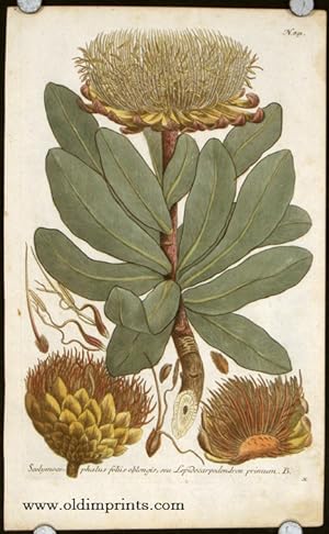Scolymoce - phalus foliis oblogis, seu Lepidocarpodendron primum. B.