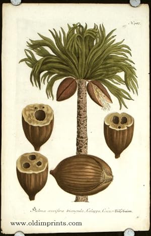 Palma coccifera triangula, Calappa, Coccus.