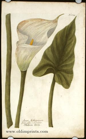 Arum Aethiopicum flore albo odorato.