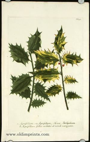 Aquifolium seu Agrifolium, Houx.