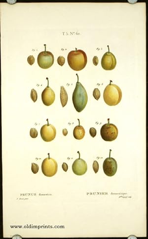Prunus domestica. Prunier domestique.