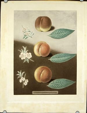 Plate XXX. [Millet's minion, Super royal and the Double swalsh peaches.] Aquatint from Pomona Bri...