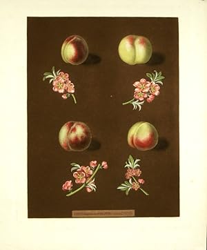 Plate XXXVIII. [Claremont, Homerton's white, Ford's black and the Genoa nectarines.] Aquatint fro...