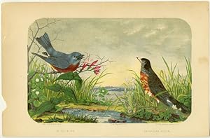 Blue Bird. American Robin.