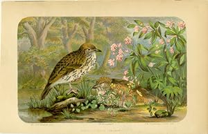 American Song Thrushes.