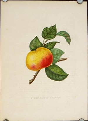 Pomme Rose De Hollande.