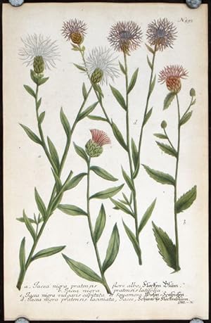 a. Jacea nigra pratensis flore albo . . .b. Jacea nigra pratensis latifolia. c. Jacea nigra vulga...
