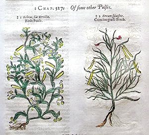 Antique Woodcut Engraving. Botanical- Three Engravings on One Sheet: Birds Pease, Crimson Grasse ...