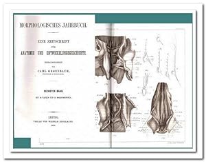 Morphologisches Jahrbuch - (Eine Zeitschrift für Anatomie und Entwicklungsgeschichte) - 6. Band 1...