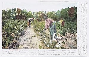 Vintage Postcard - 'Picking Cotton', early 20th C.