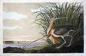Long-billed Curlew (plate CCXXXI)