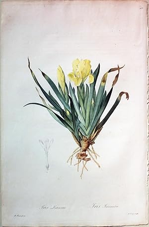 Dwarf Iris/Iris Lutescens, Plate 263