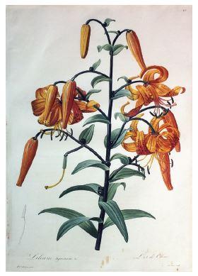 Tiger Lily/Lilium Tigrinum, Plate 475