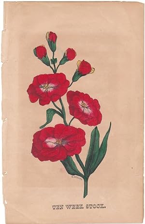 An Original 1847 Handcolored Botanical Engraving "Ten Week Stock"