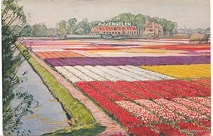 A. J. Van Engelen Tulip Bulbs Vintage Advertising Card from Holland to the USA