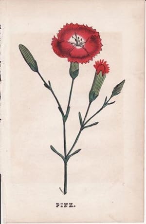 Original 1847 Hand Colored Botanical Engraving of a Pink