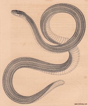Antique Engraved Print of Faiey's Garter Snake