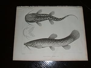 An Original 1860 Antique Engraved Print of Nematogenys Inermis or Mountain Catfish