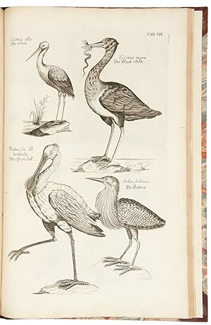 The Ornithology of Francis Willughby . In three books. Wherein all the birds hitherto known . are...