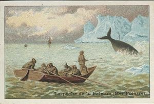 Chocolat Magniez-Baussart Amiens advertising card describing Whaling in the Polar Sea
