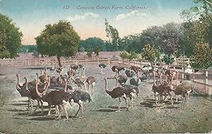 Cawston Ostrich Farm, California