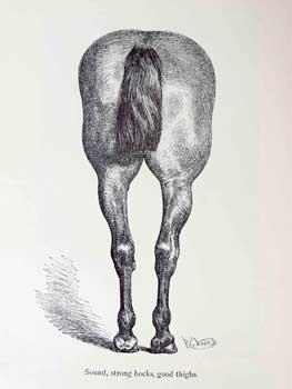 Horse's Ass