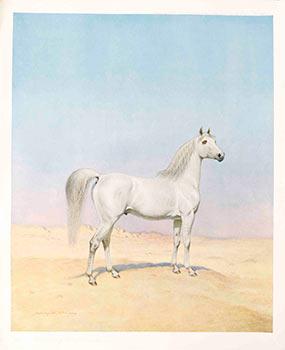 An Arabian Stallion.