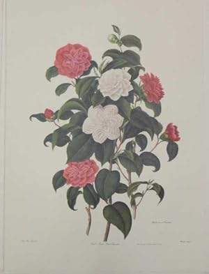 Myrtle Leaved Camelia, Lithograph Print