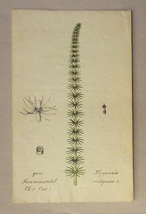 Sammlung von Schweizer Pflanzen nach der Natur und auf Stein gezeichnet von J.D. Labram.