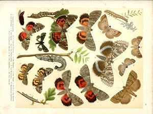 Atlas colorié des papillons d'Europe, avec 50 planches chromolithographiées,