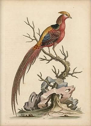 The Painted Pheasant, from China.