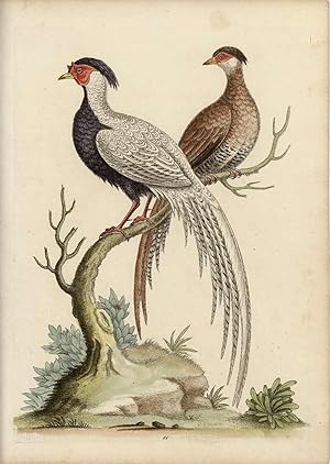The Black and White Chinese Cock Pheasant, with its Hen.