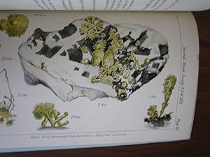 On the Origin of Moss Gold