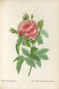 Les Roses peintes par J.P. Redouté.