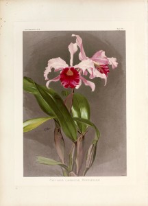 Reichenbachia, orchids illustrated and described.