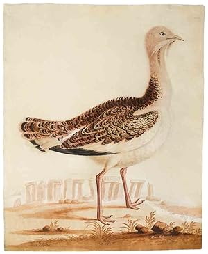 The Bustard Cock [and] The Hen Bustard . [Pair of ornithological watercolours signed, depicting a...