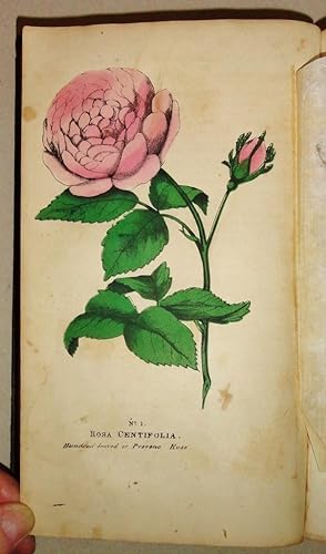 The Family Flora and Materia Medica Botanica, [Vol I only (of II)]; Containing the Botanical Anal...