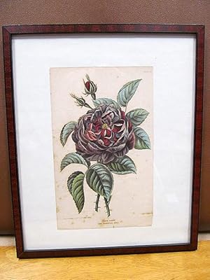 Prince Albert new perpetual rose. Drawn from nature by Lucy de Beaurepaire, engraved by Alfred Ad...