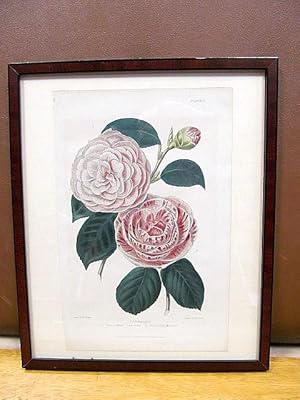 Camellias: Augustina superba  Caryophylloides. Farblithographie drawn by Withers, engraved by Th...