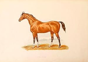 Sultan [Horse]. First edition.